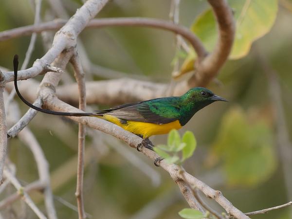 <h3><a href="/trips/gambia/biota/animalia/chordata/aves/040 passeriformes/112 nectariniidae/hedydipna platura/hedydipna platura-nl.html">Hedydipna&nbsp;platura</a> / Pygmy&nbsp;sunbird / Kleine&nbsp;honingzuiger</h3>OM-1 Mark II met OLYMPUS M.150-400mm F4.5 TC, 1/2000 sec  bij F6.3, ISO 4000, afstand 12.5&nbsp;m